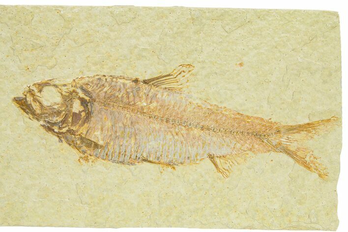 Detailed Fossil Fish (Knightia) - Wyoming #289909